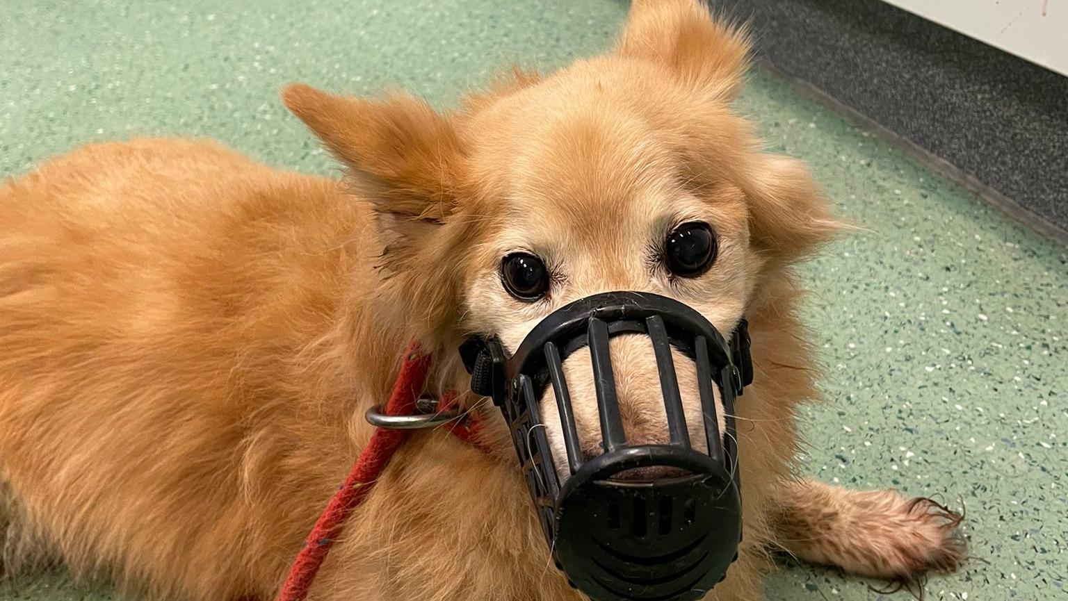 Ausgesetzter Corgi-Mischling aus Hamburg-Harburg.