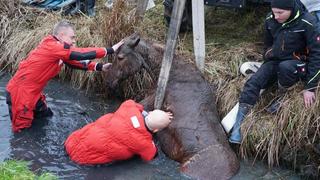 Hamburger Feuerwehr rettet Pferd aus Graben