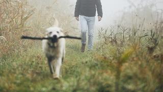 Young man playing with dog (labrador retriever) in autumn foggy morning.