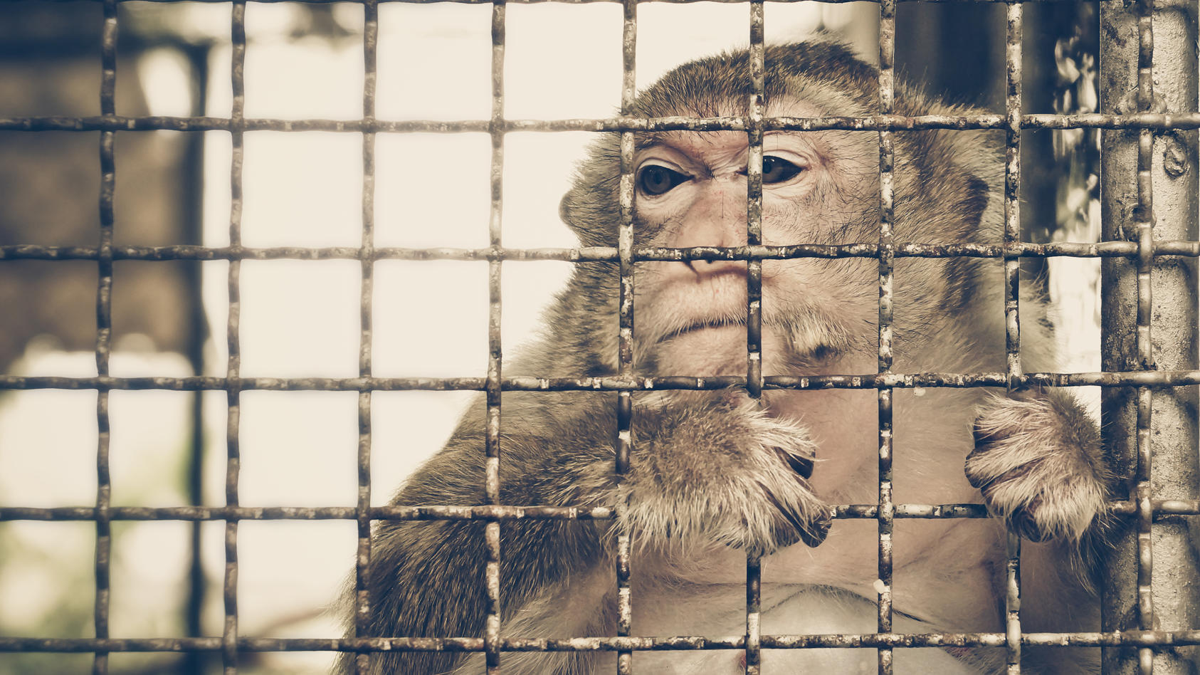 Ein traurig aussehender Affe schaut aus dem Käfig, in dem er eingesperrt ist.