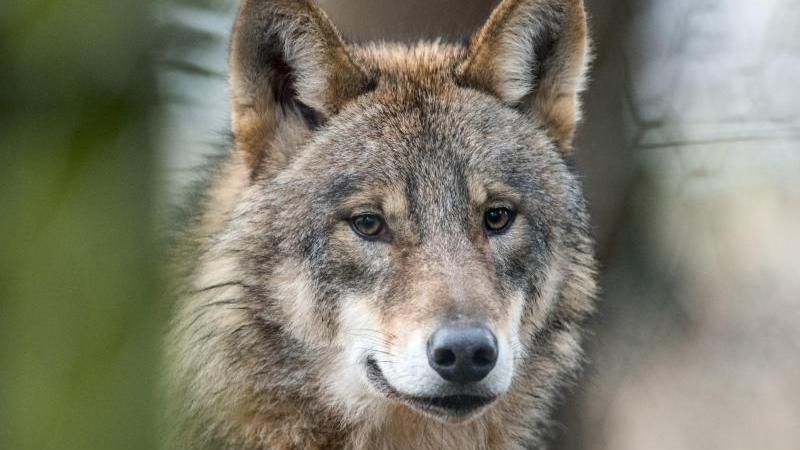Rüde spaziert am helllichten Tag  - Wolf mitten in Hannover gesichtet
