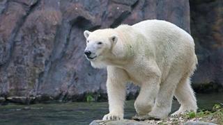 Zoo Gelsenkirchen: Eisbär-Zwillinge gestorben