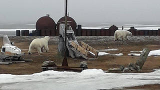 HANDOUT - 17.07.2019, Russland, Tschuktschen-Halbinsel: ARCHIV - Das vom WWF zur Verfügung gestellte Handout zeigt zwei umherstreunende Eisbären. (zu dpa "Umweltschützer erwarten weniger Eisbären in Dörfern am Nordpolarmeer") Foto: -/WWF/dpa - ACHTUNG: Nur zur redaktionellen Verwendung im Zusammenhang mit der aktuellen Berichterstattung und nur mit vollständiger Nennung des vorstehenden Credits +++ dpa-Bildfunk +++