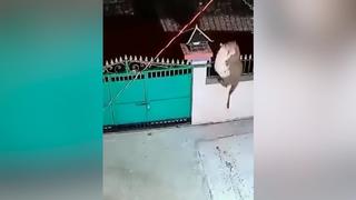 suesse-abschiedskuesse-tieraerzte-lassen-hunde-vor-dem-einschlaefern-schokolade-naschen