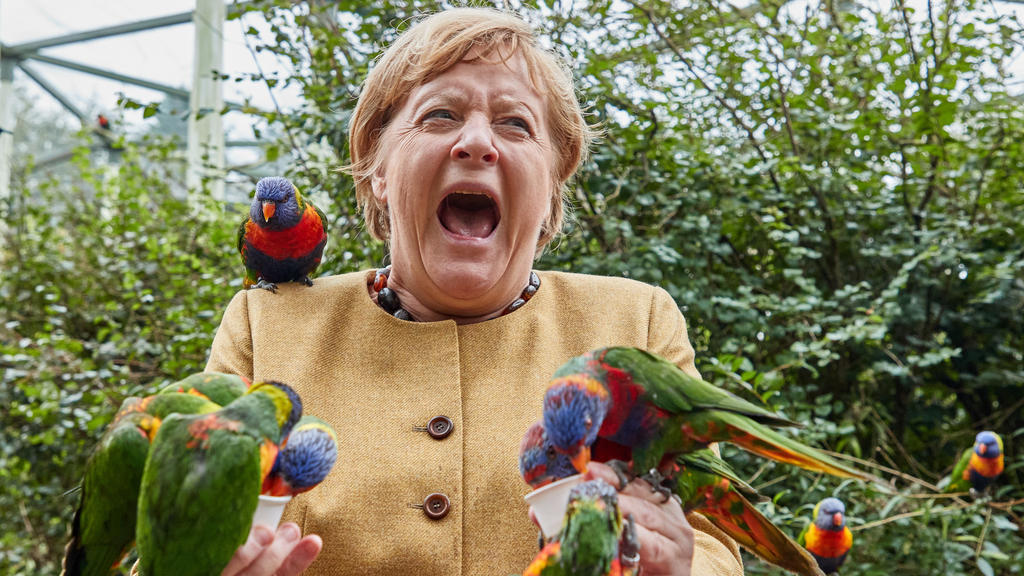 ARCHIVE - September 23, 2021, Mecklenburg-Vorpommern, Marlowe: Angela Merkel (CDU), Federal Chancellor, feeds and gets bitten by Australian lorises at Marlow Bird Park.  Photo: Georg Wendt / dpa +++ dpa picture radio +++