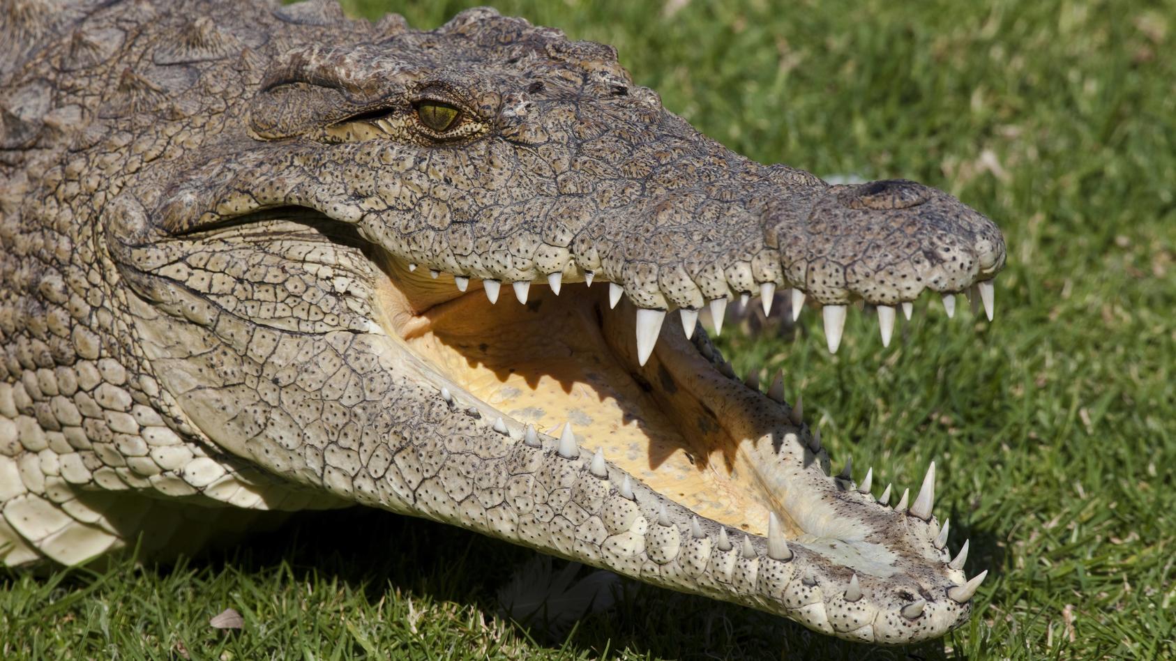 Eine Frau aus Südafrika wurde vermutlich beim Wäschewaschen von einem Krokodil getötet.