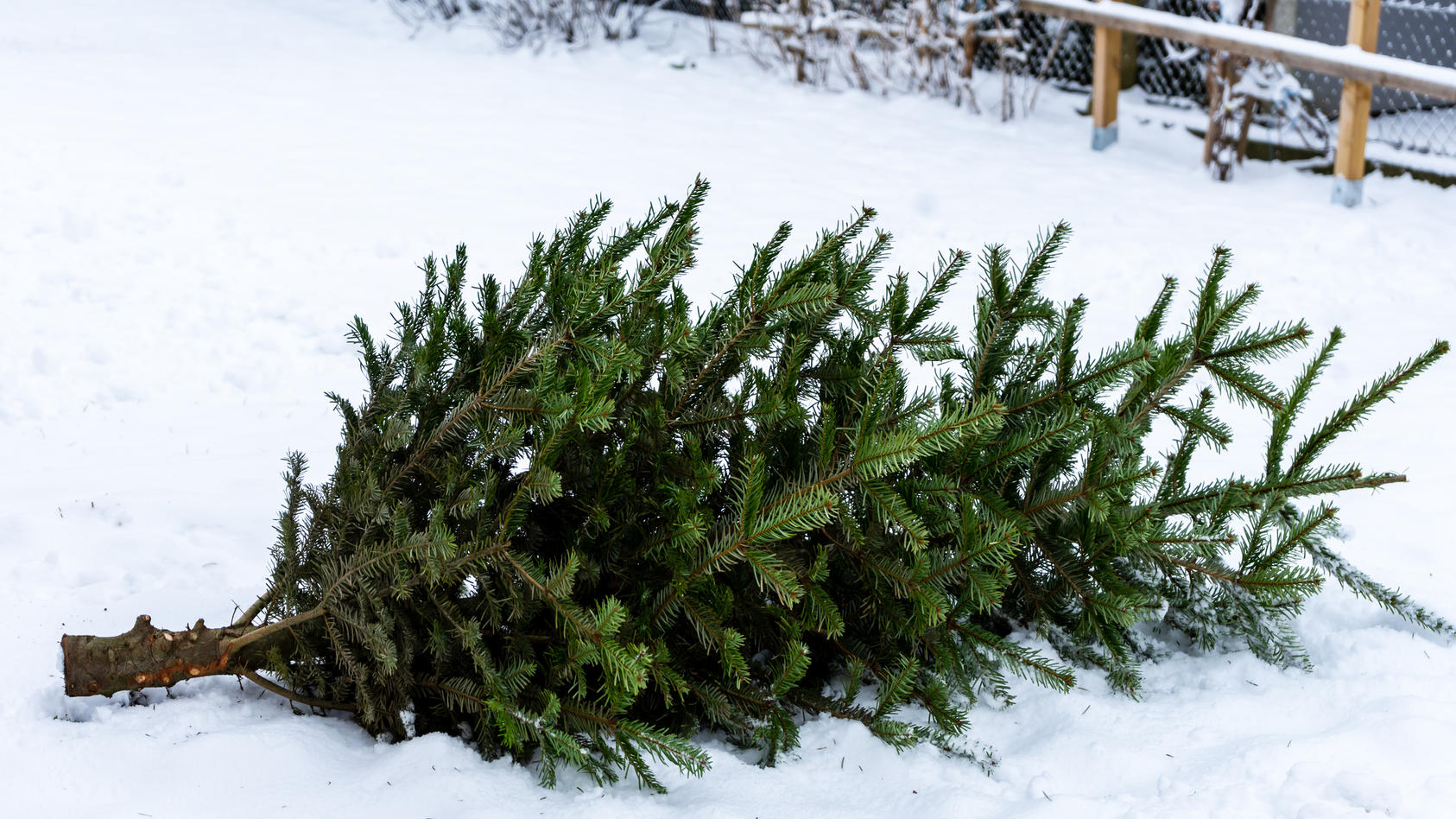 Der ausgediente Weihnachtsbaum ist viel zu schade zum Entsorgen.