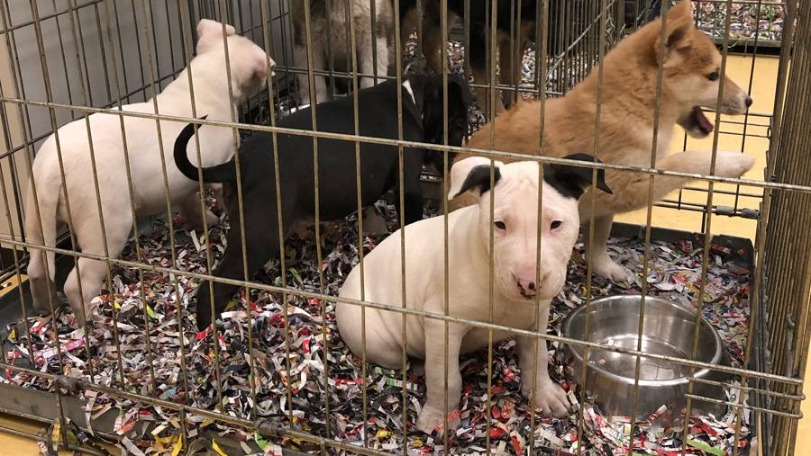 Eschweiler illegaler Tiertransport