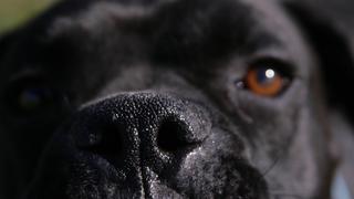 Symbolfoto: Schwarzer Hund (Boxer) schaut in die Kamera.