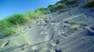 Eine Sanddüne mit Gräsern und Fußspuren. 
