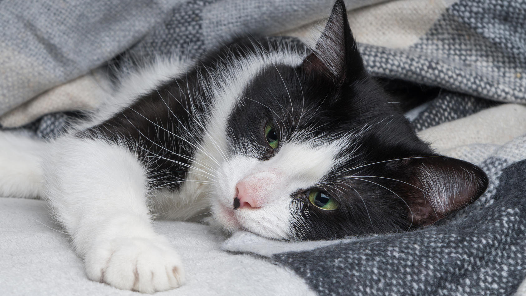 Ein Corona-Medikament soll gegen die tödliche Katzenkrankheit helfen