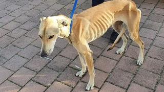 Hund wurde von Besitzern fast zu Tode gequält