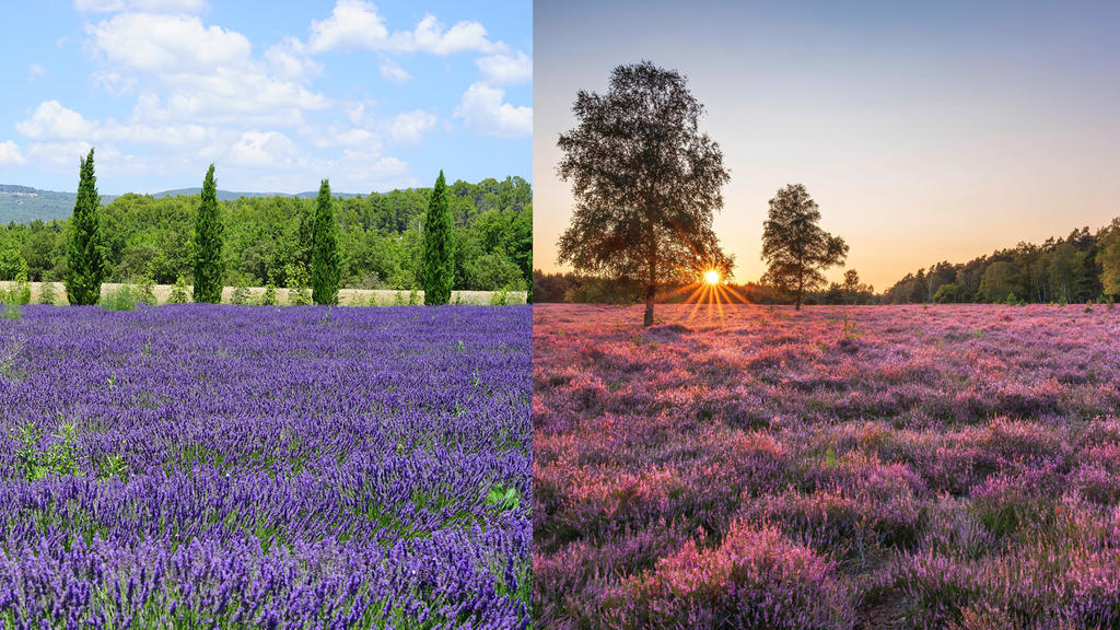 Lavendel in der Provence und die lila Lüneburger Heide