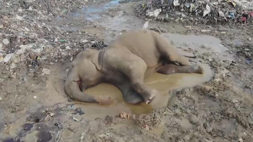 Weil ihr Natürlicher Lebensraum immer kleiner wird, heißt es für viele Elefanten in Sri Lanka: Endstation Mülldeponie.
