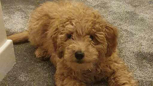 Hund erlitt beim Hundefriseur vermutlich einen Hitzschlag.