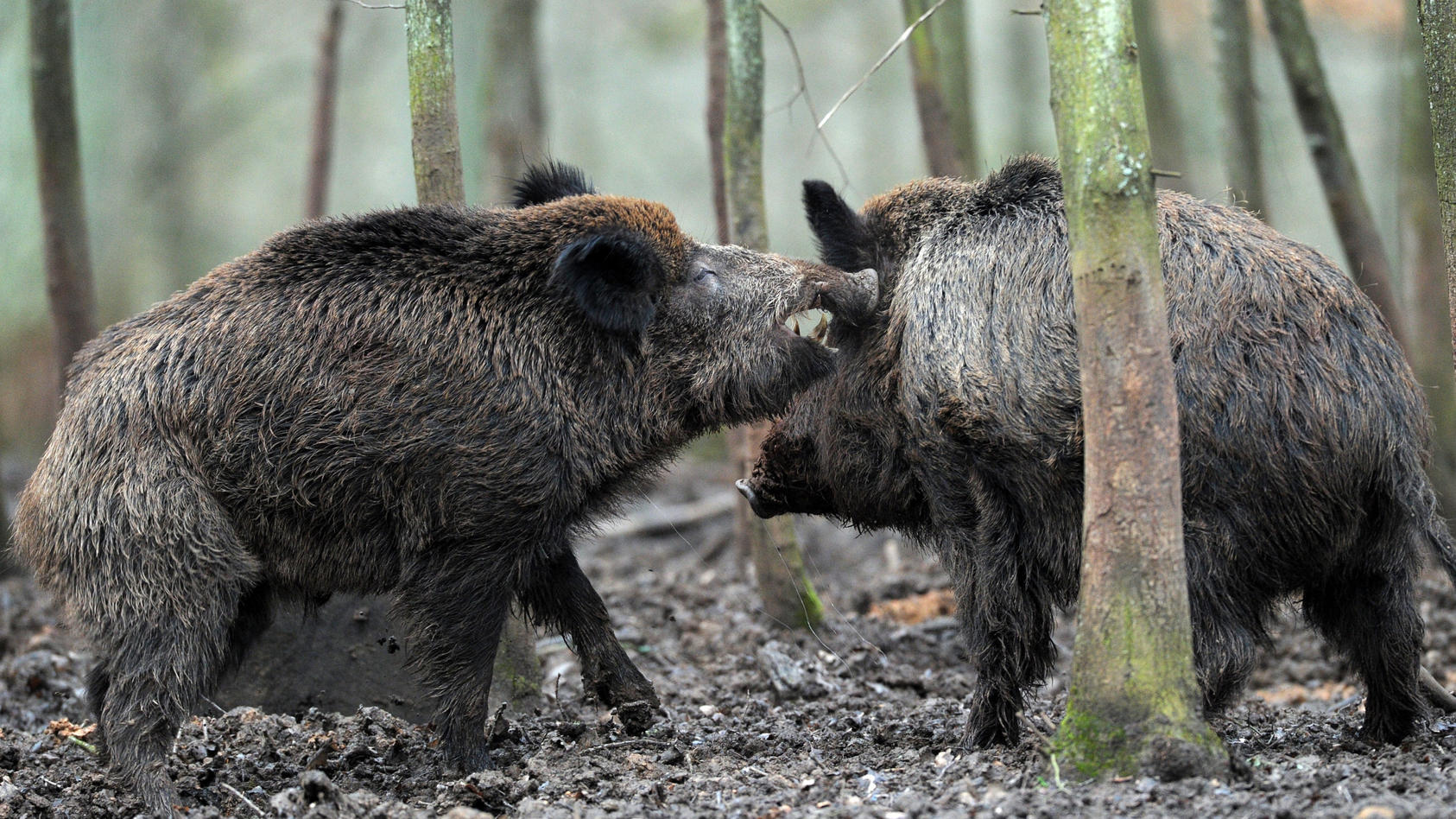 die-sieben-wildschweine-im-tierpark-chemnitz-wurden-erschossen