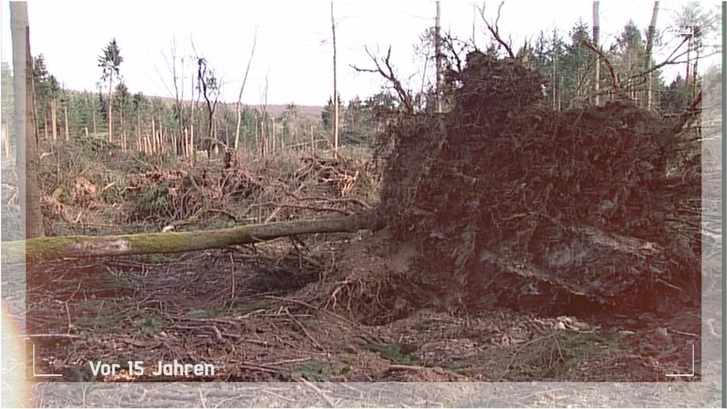 Erschütternde Zerstörung: 50 Prozent der Bäume von Paul und Sieghard Drösch fegte Orkan Kyrill im Januar 2017 einfach um.