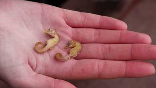Die beiden Seepferdchen wurden nur durch Zufall am Strand von Wangerooge entdeckt.