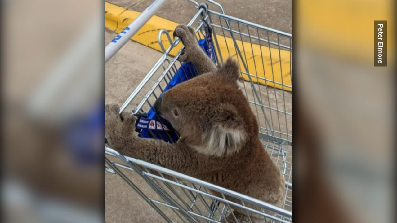 aus-gutem-grund-mann-fahrt-koala-im-einkaufswagen
