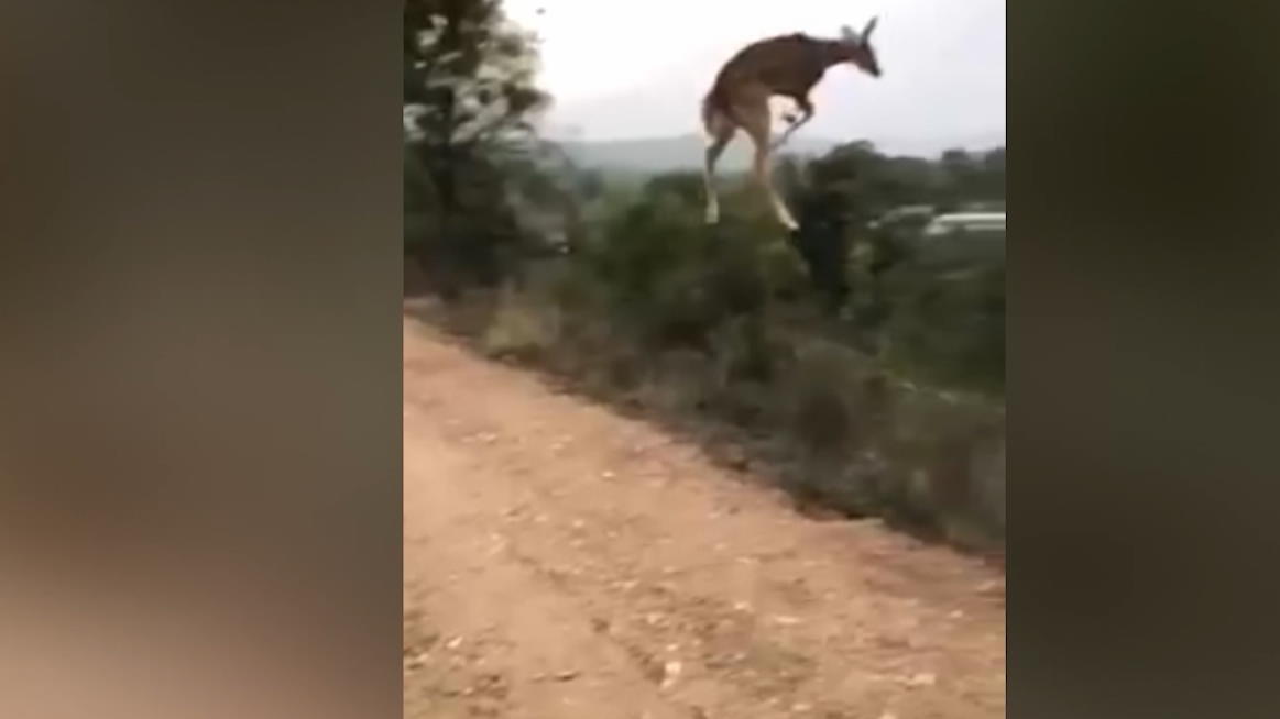 bambi-hebt-ab-kann-dieses-reh-etwa-fliegen