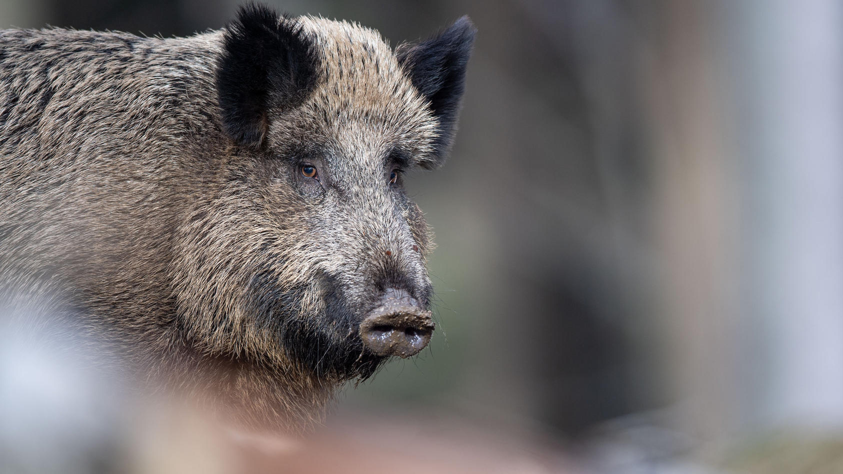 ARCHIV - 03.03.2019, Bayern, Neuschönau: Ein Wildschwein steht auf einem Plateau im Wald. Auch in Niedersachsen machen sich Jäger und Landwirte Sorgen um ein mögliches Auftreten der Afrikanischen Schweinepest (ASP). Noch ist das Bundesland nicht betr