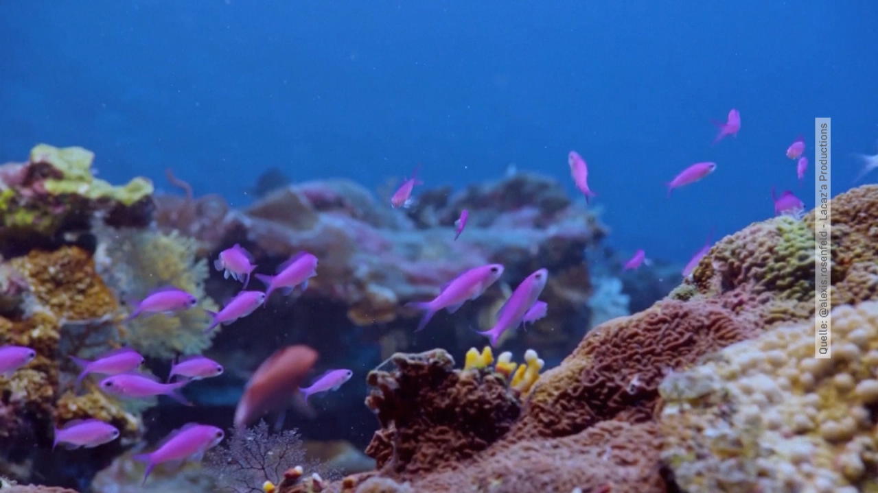 spektakulare-entdeckung-taucher-entdecken-groes-korallenriff