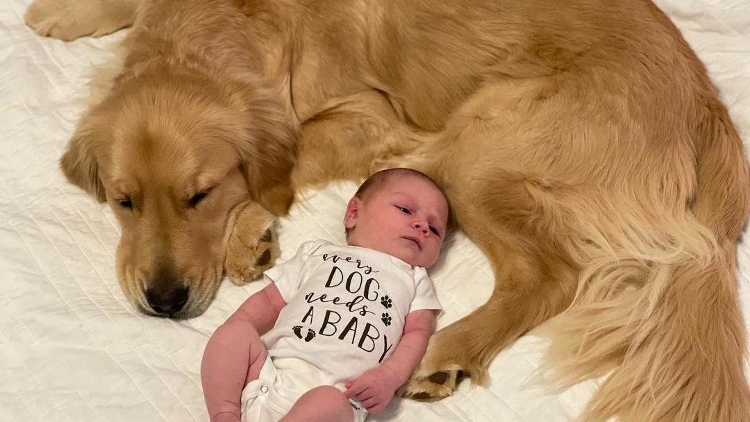 sues-tiktok-video-familienhund-trifft-erstmals-auf-baby