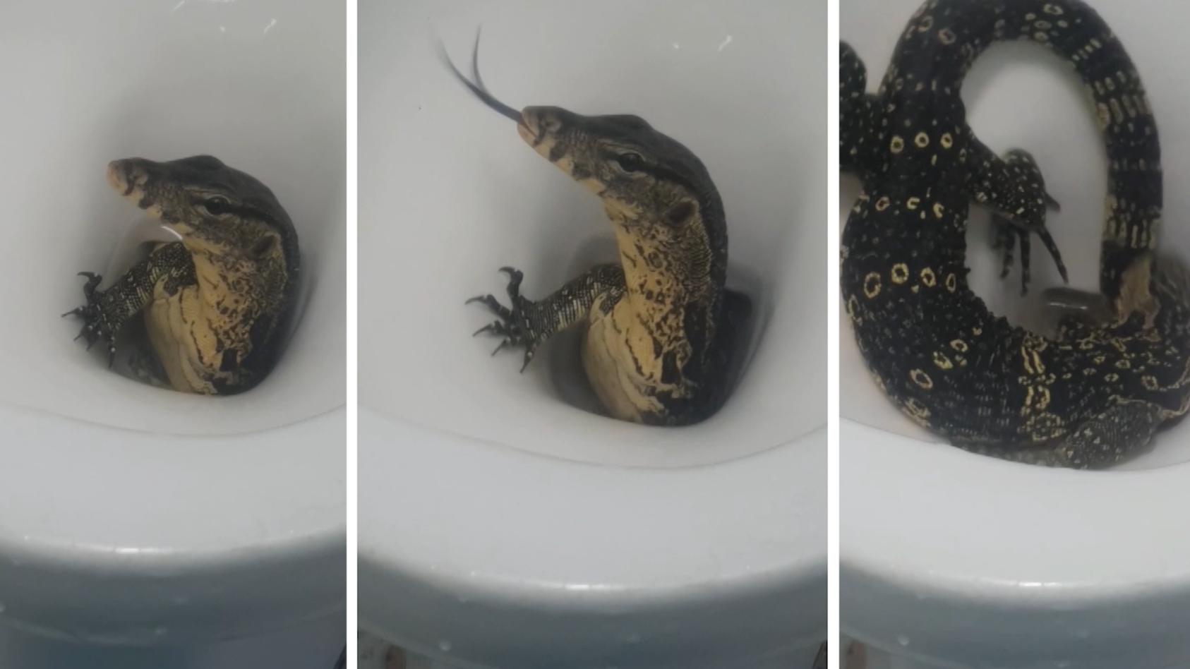 toiletten-schock-in-thailand-riesige-eidechse-krabbelt-aus-dem-klo