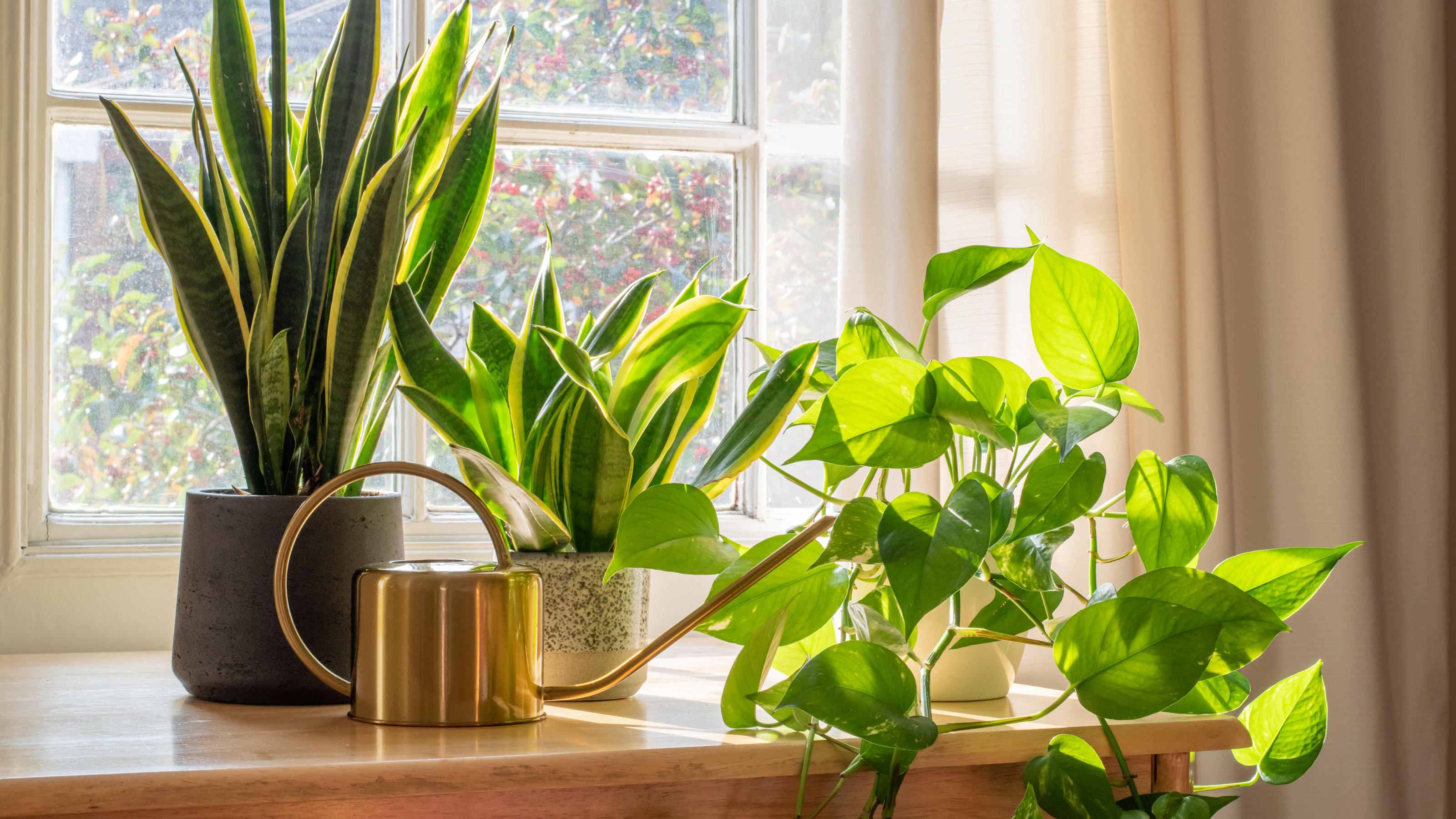 Zimmerpflanzen gegen Schimmel? Diese vier Pflanzen sind natürliche  Luftentfeuchter!