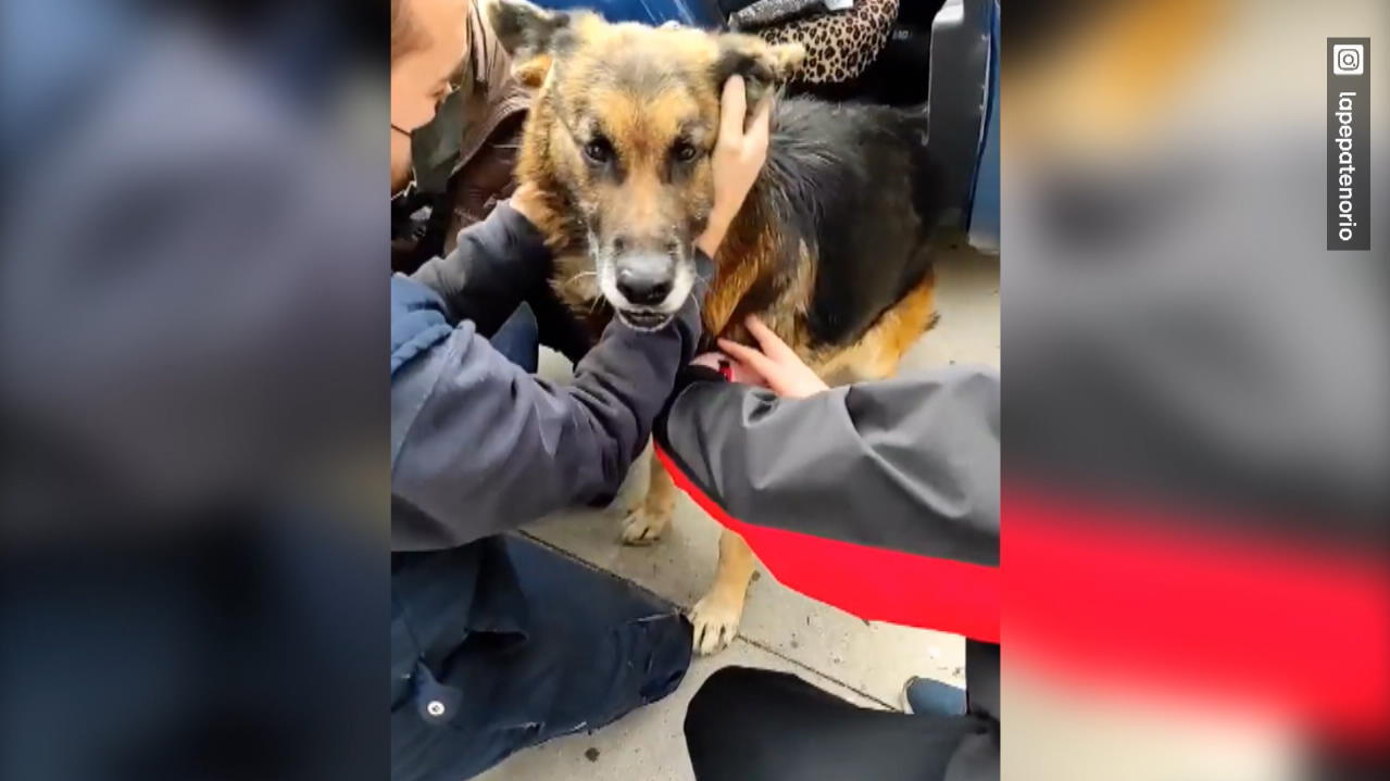 er-wurde-seit-2015-vermisst-abgemagerter-hund-an-autobahn-entdeckt