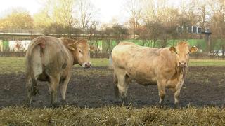 Am Freitagmorgen wurden fünf Kühe aus der Herde von Matthias Kupke gestohlen.