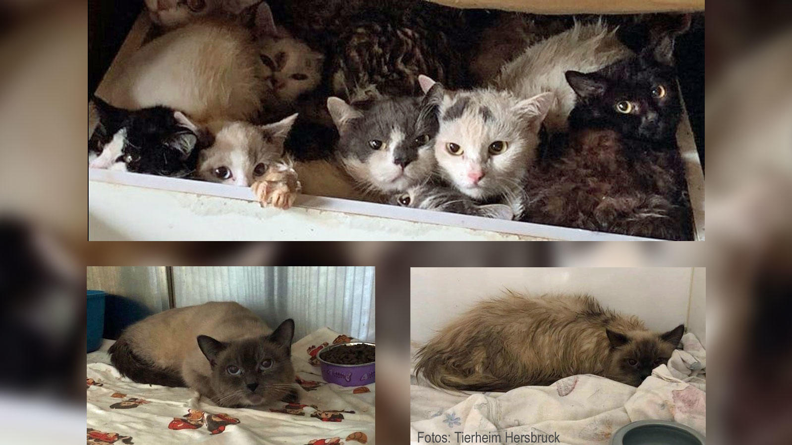 Katzen