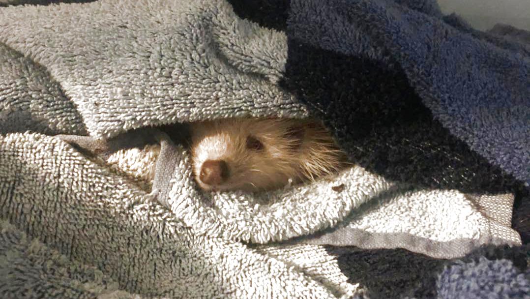 Gismo ist ein Albion-Igel. Weil er krank ist, wird er von Tierschützerin Vanessa Haloui geflegt.