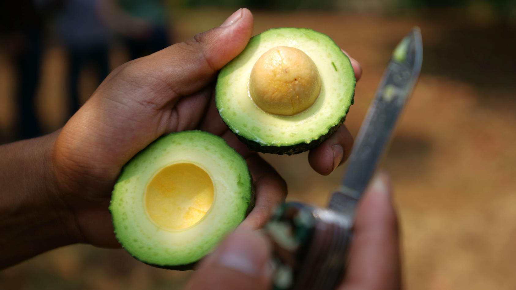 ichoacan produced nearly 1.5 million tons of avocado in 2016, according to the federal government's annual agricultural records. Uruapan, accounted for 10.5 percent of the state's total production of the so-called "green gold," as the vegetable-like