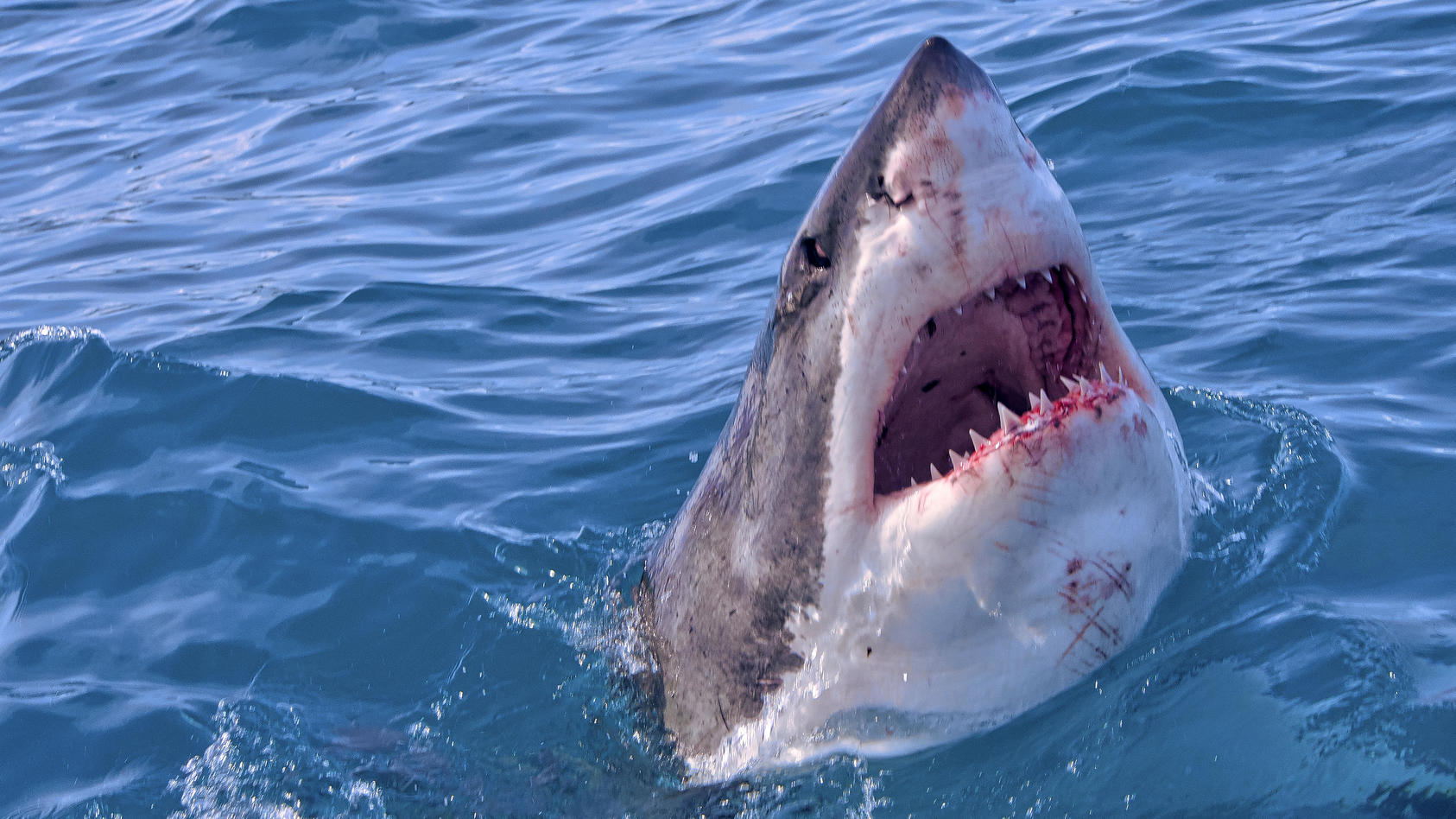 Südafrika Weißer Hai tötet Schwimmer verstümmelte Leiche angespült