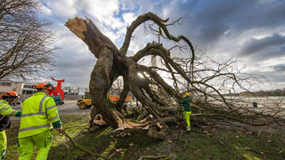  Niedersachsen, Hannover, Sturmtief Ylenia über Hannover, umgestürzter Baum am Maschsee, Sturm, Orkan,