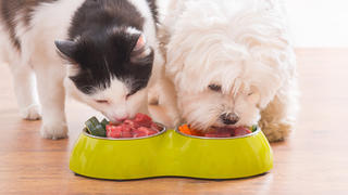 Little dog maltese and black and white cat eating natural, organic food from a bowl at home