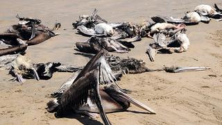 Dead pelicans are seen at Reventazon beach, close to the Illescas peninsula in Piura April 27, 2012. The Peruvian government is investigating the deaths of more than 500 pelicans along a 70 km (40 miles) stretch of the shore between the northern provinces of Lambayeque and Piura, and most appeared to have died on shore over the past few days, officials said. About 800 dolphins were also washed ashore on the same region earlier this year and the cause of their deaths is still being investigated.  Picture taken April 27, 2012. REUTERS/Heinze Plenge (PERU - Tags: ENVIRONMENT ANIMALS)