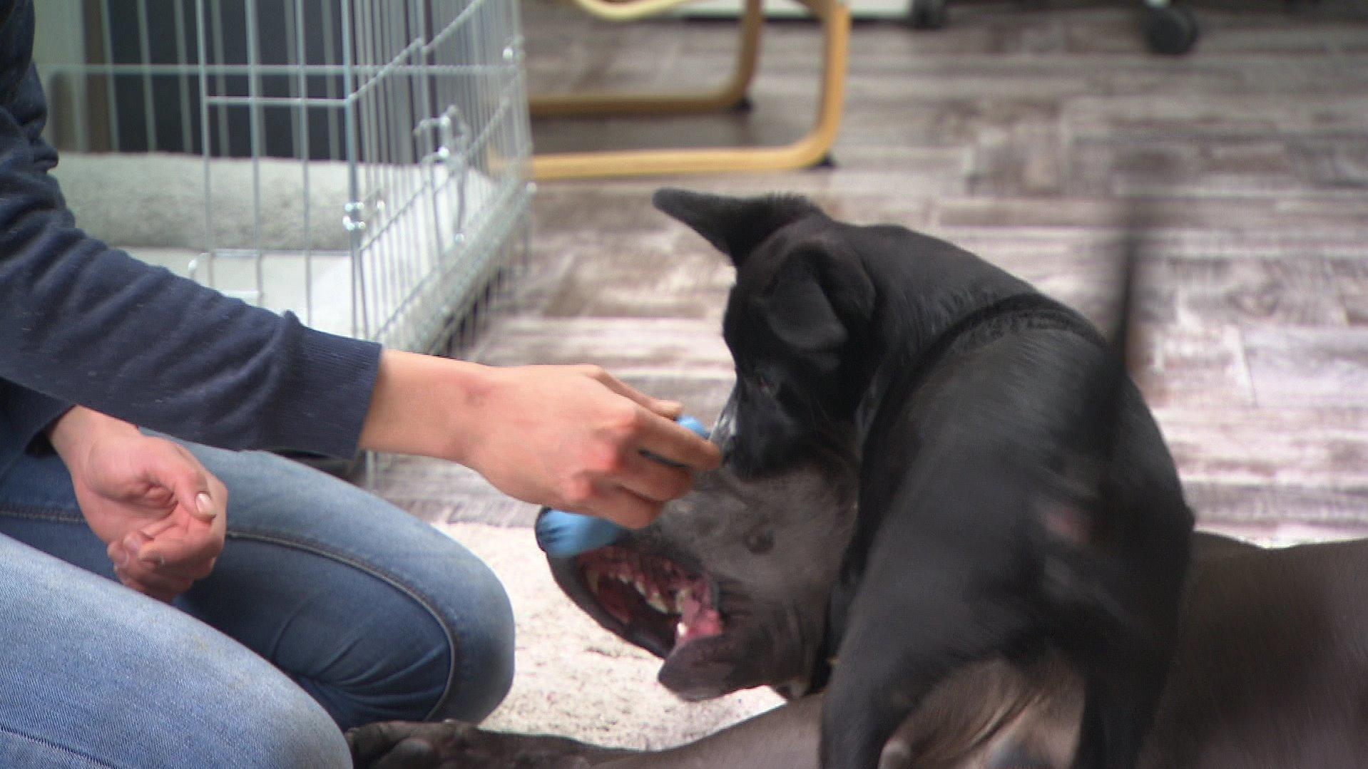 Beim Überraschungsbesuch tobt Frankie mit Ersatz-Mama Talvy und Tierpflegerin Lena Horst.