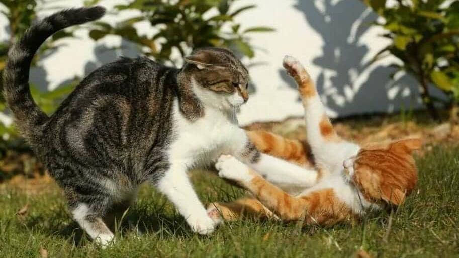 Katzen-Zoff: Wenn sich die Haustiere untereinander nicht verstehen