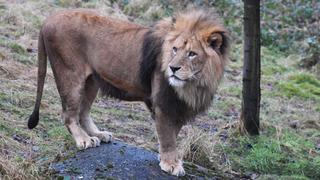 Löwe Massino ist im Wuppertaler Zoo gestorben, nachdem er von seinem Bruder angegriffen wurde.