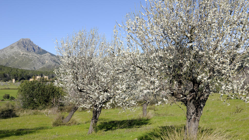 Die Mandelblüte auf Mallorca zieht jedes Jahr viele Touristen an