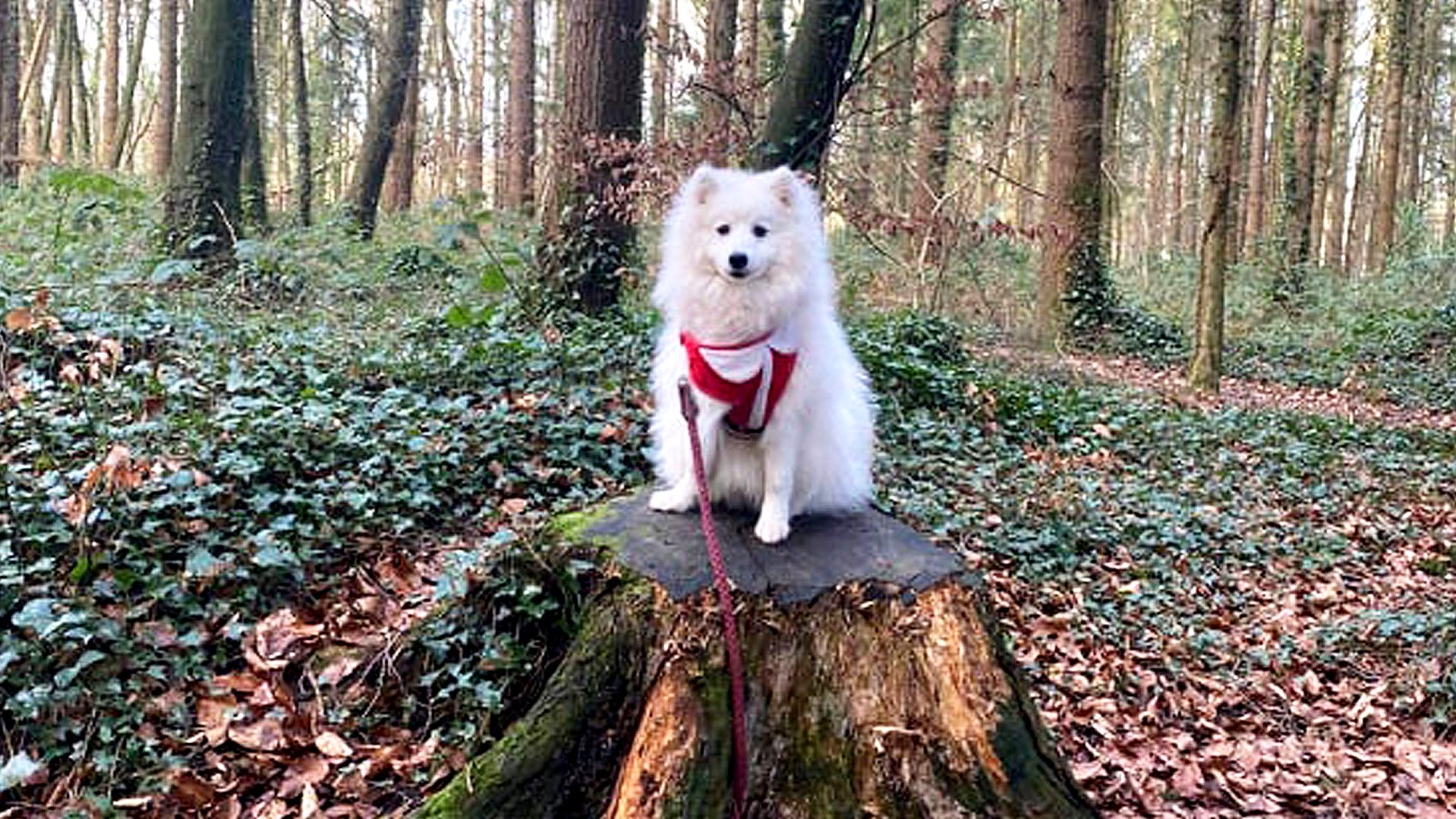 Weißer Hund auf einem Baumstamm.