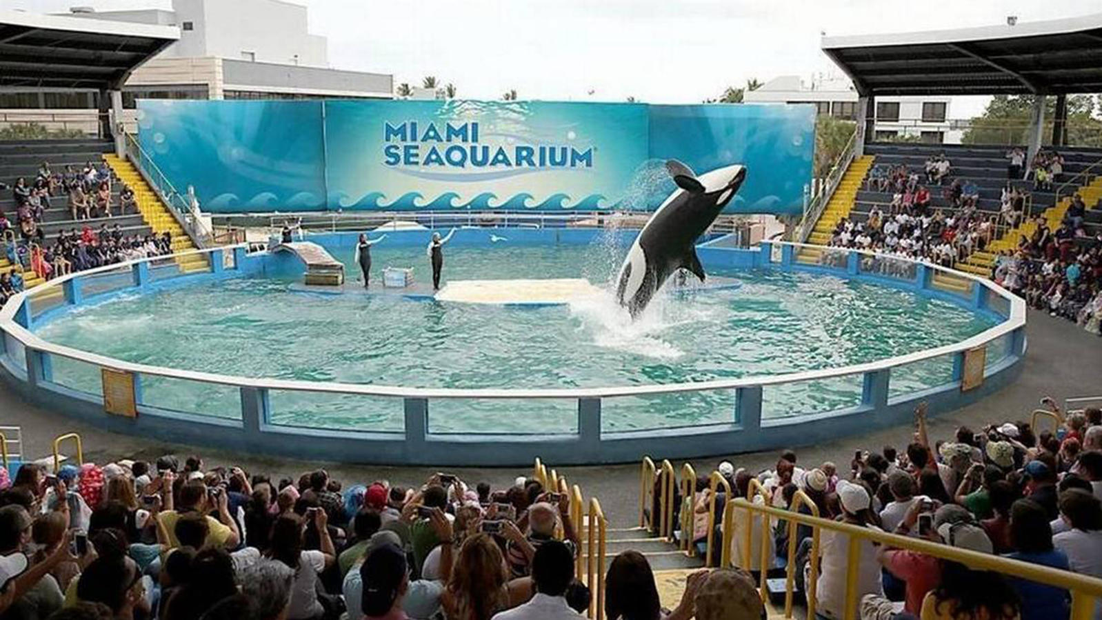 Orca Lolita muere tras más de 50 años en cautiverio