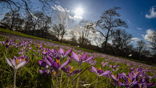  Niedersachsen, Hannover, tausende blühender Krokusse im Berggarten, Wetter, Frühling, Biene, , *** Lower Saxony, Hanover, thousands of blooming crocuses in the Berggarten, weather, spring, bee, ,