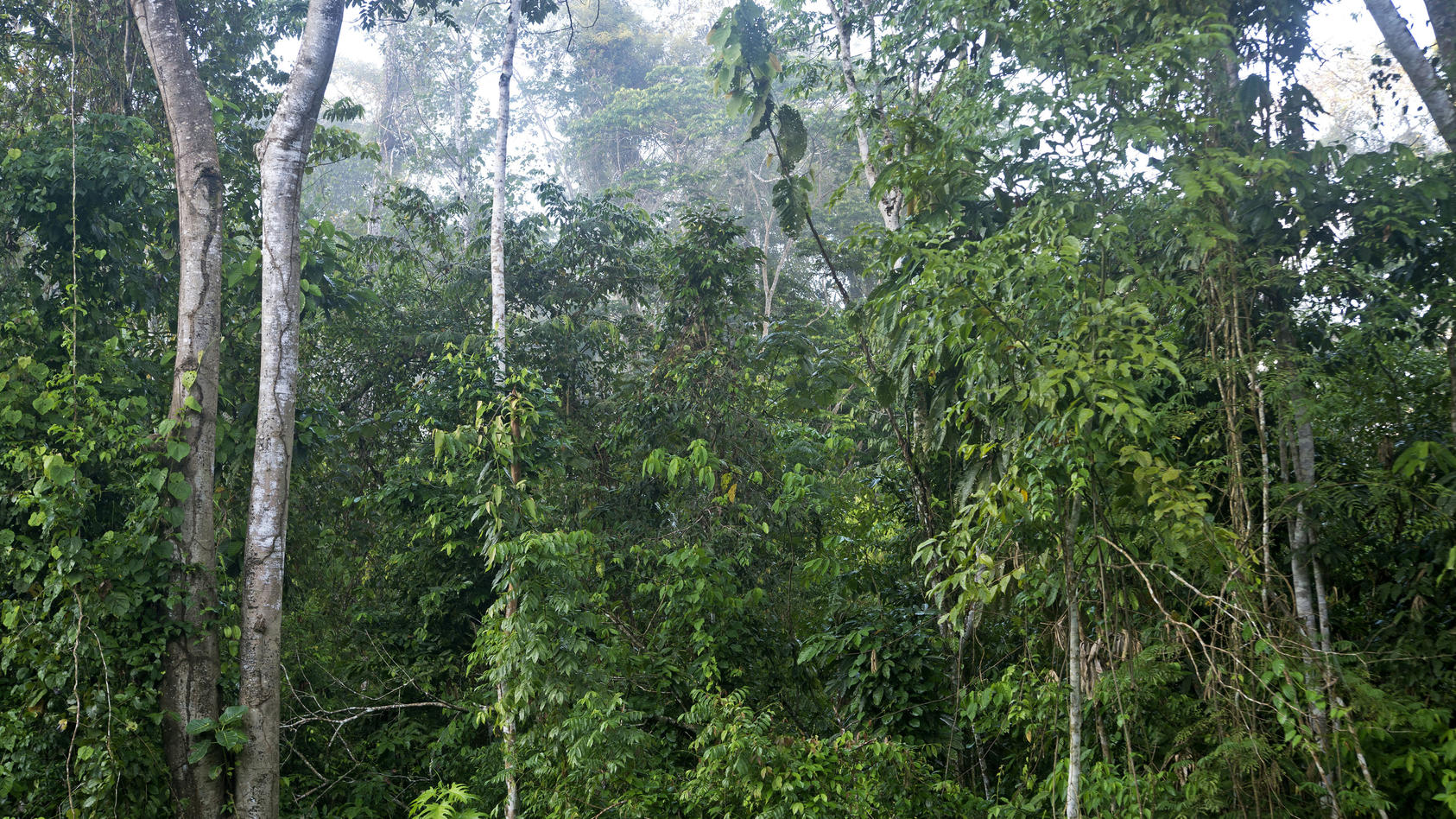 nachhaltige-wirtschaft-moglich-so-konnen-sie-den-regenwald-retten