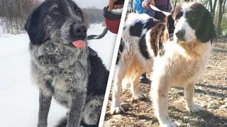 Die Hunde Lotte und Maya im Tierheim in Rumänien