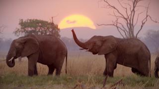 Elefanten vor Sonnenuntergang