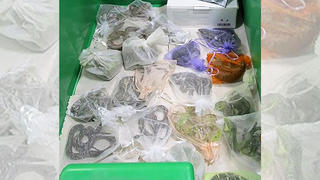 Bilder von verschiedenen beschlagnahmten Reptilien