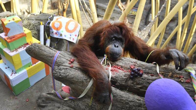 Orang-Utan Kasih feiert 60. Geburtstag